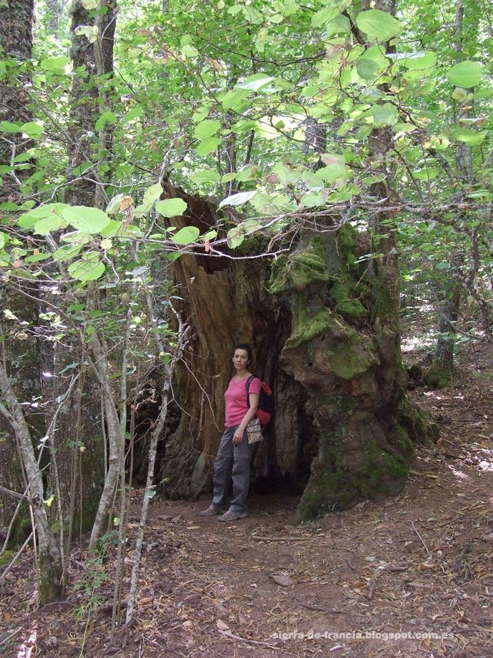 Bosque de la Honfría, castaño centenario