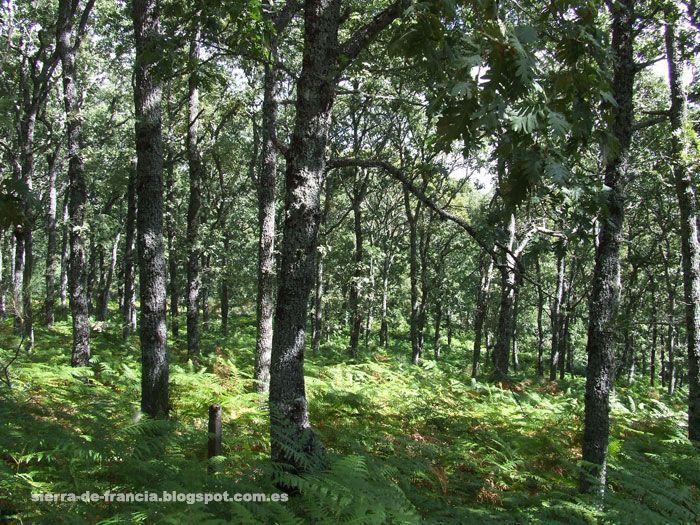 Bosque de la Honfría, Linares