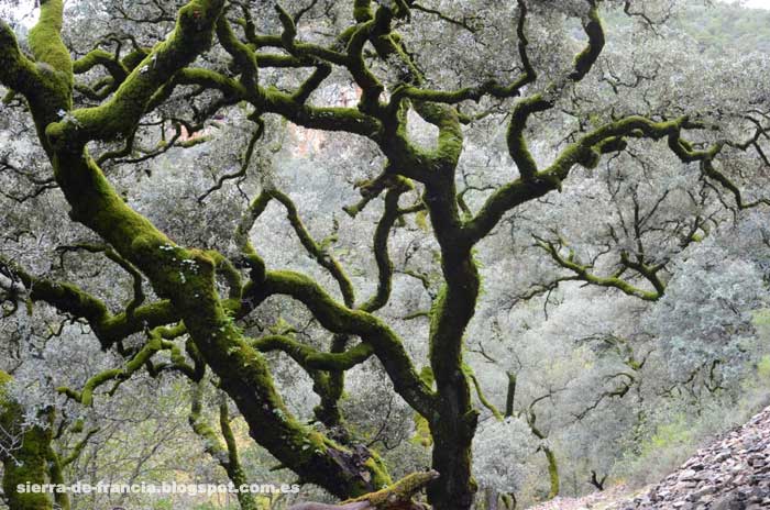 arbol en las Batuecas